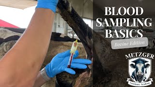 Blood Sampling Basics Bovine Edition [upl. by Marve626]