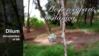 Cedar of Goa Hesperocyparis lusitanica  part 2 [upl. by Esinart214]