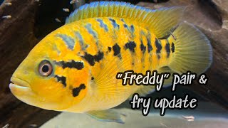 Parachromis multifasciatus former “Freddy” fry update 3 weeks old [upl. by Haldan]