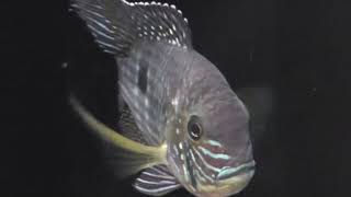 【チャーム】グリーン・テラー Andinoacara rivulatus Cichlidae シクリッド charm動画 [upl. by Atinid855]