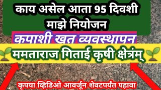 काय असेल आता 95 दिवशी माझे नियोजन कपाशी खत व्यवस्थापन 🌱ममताराज गिताई कृषी क्षेत्रंम् 🌱 [upl. by Orazal]