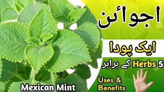 How To Grow Ajwain Plant  Ajwain Ky Fayde Mexican Mint Uses  Organic Gardening [upl. by Neirual240]