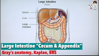 Large Intestine quotCecum amp Appendixquot Anatomy 80 [upl. by Xenophon]