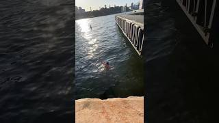 Dropped phone in Shark Infested Sydney Harbour 😳🦈 australia [upl. by Akihsar]