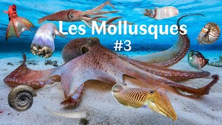 Les Mollusques Partie 33 [upl. by Grati593]