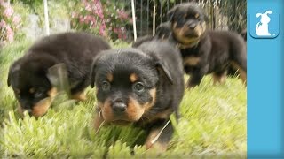 Amazing Rottweiler Puppies CUTEST COMPILATION EVER  Puppy Love [upl. by Noby]