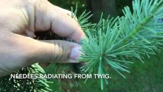 Douglas fir Pseudotsuga menziesii identification tips [upl. by Adnwahsor]