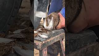 Wonderful Donkey Hoof Trimming Video shorts hoof [upl. by Zinck]