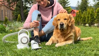 How I Groom My Grumpy Golden Retriever [upl. by Claybourne]