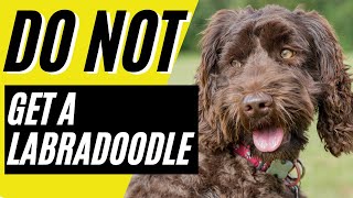 7 Reasons You SHOULD NOT Get a Labradoodle [upl. by Eslud]