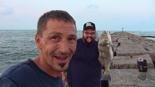 Salt Water Fishing Black Drum on the Jetties 16 [upl. by Aznofla927]