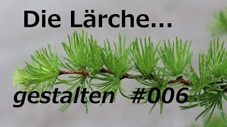 Lärche Yamadori Erstgestaltung zum Bonsai schneiden drahten [upl. by Rammus535]