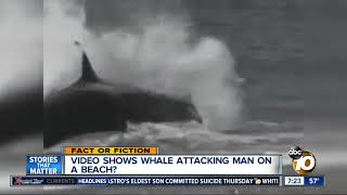 Video shows whale attacking man [upl. by Yelyr774]