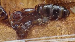 Life inside the colony  Colobopsis truncata former Camponotus truncatus [upl. by Laise725]