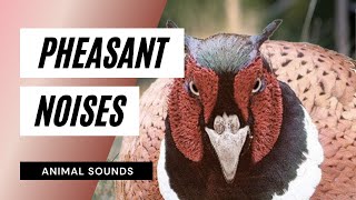 The animal Sounds How Pheasant Sounds  Sound Effect  Animation [upl. by Tannenwald]