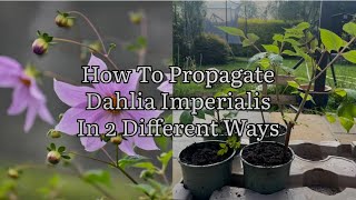 How To Propagate Dahlia Imperialis Taking Dahlia Imperialis Cuttings Plant Propagation [upl. by Htes]