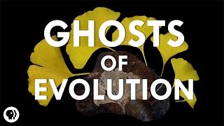 Ghosts of Evolution [upl. by Intihw]