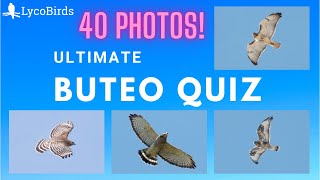 Ultimate Buteo Hawk ID Quiz  Eastern US [upl. by Federica]