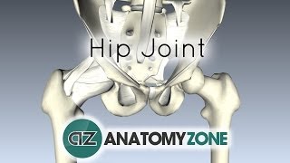 Hip Joint  3D Anatomy Tutorial [upl. by Olemrac]