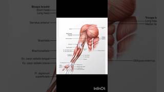 Anatomy of arm biceps brachii brachialiscoracobrachialis the simple mnemonic shortvideo shorts [upl. by Enelyam]