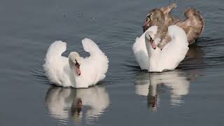 The Cygnets line up and protect their turf [upl. by Tomlin]