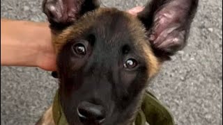 Brush your dog teeth  14wk old Belgium Malinois [upl. by Nap]