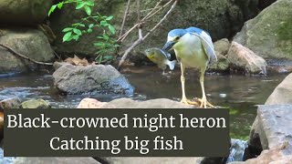 Black crowned night heron Catching big Fish [upl. by Ajssatan]