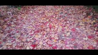 Tarrytown NY upclose  colorful autumn leaves October 29 2024 [upl. by Anuhsal136]