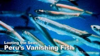 Perus vanishing fish [upl. by Leakim289]