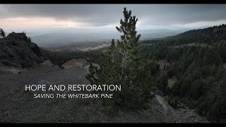 Hope and Restoration Saving the Whitebark Pine [upl. by Eiralam]