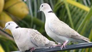 Dove Pictures and Sounds [upl. by Gianina]