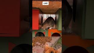 Cute cats video😂😂 Rider khan 786 shorts youtubeshorts funny viral [upl. by Chevalier]