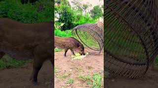 Creative wild boar trap  Experiment with wild boar trapwildboar wildlife animation skilltrap [upl. by Ecnerrat504]