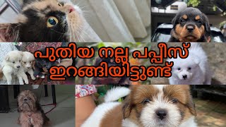 petsofkerala നല്ല പുതിയ പപ്പീസ് ഇറങ്ങിയിട്ടുണ്ട് കുറെ ❤️ [upl. by Ecirtnuahs]