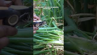 Growing Bunching Onions Tips for Home Gardeners [upl. by Aicenra]