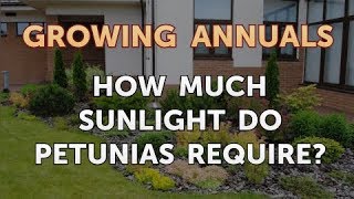 How Much Sunlight Do Petunias Require [upl. by Burne292]