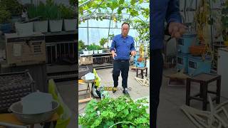 Vegetables plantation and to attend shots youtubeshorts [upl. by Euphemie529]