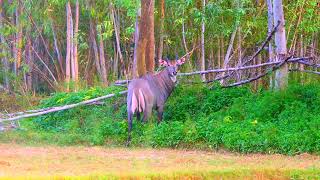 indian forest Nilgai animals videos Indian forest 4k video Nilgai breeding wild animals in forest [upl. by Nalepka]