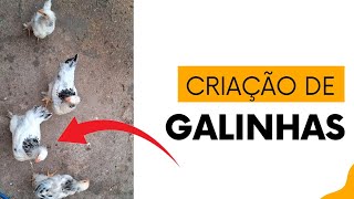 Criação Galinhas Brahma light e Sebright prata [upl. by Nirej]