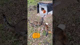 👍🐱shorts дворовыекоты yardcats [upl. by Aistek]