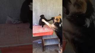 Cat VS dog😲Bite him on the nose The cat tamed the obstinate German shepherd [upl. by Orbadiah391]