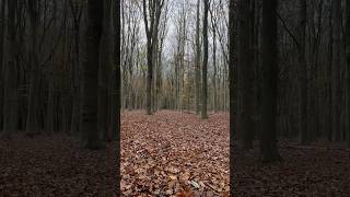 Autumn 🍁carpet at Landgoed Pijnenburg [upl. by Ozner]