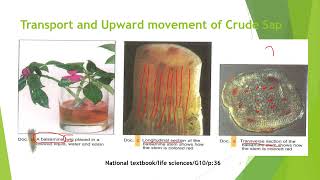 07 Biology G10  Autotrophy and Photosynthesis  W07 [upl. by Einial]