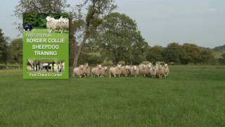 First Steps in BORDER COLLIE SHEEPDOG TRAINING  teaching herding dogs [upl. by Tiertza]