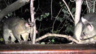 Brushtail Possum Courtship Sounds [upl. by Akered597]