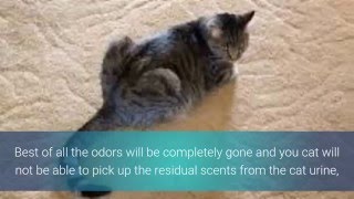 How To Get Rid Of Cat Urine Smell [upl. by Conlan]