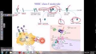 MHC class i [upl. by Thorlie]