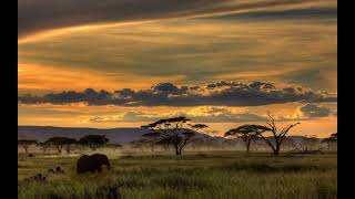 Asmr  Canto delle cicale nella Savana Africana  Rumore bianco [upl. by Sreip]