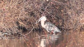 Great Blue Heron eats three huge fishes in one sequence [upl. by Nelli]