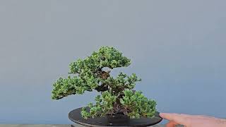 Bonsai Procumbens 8 Anos  Masterpiece [upl. by May]